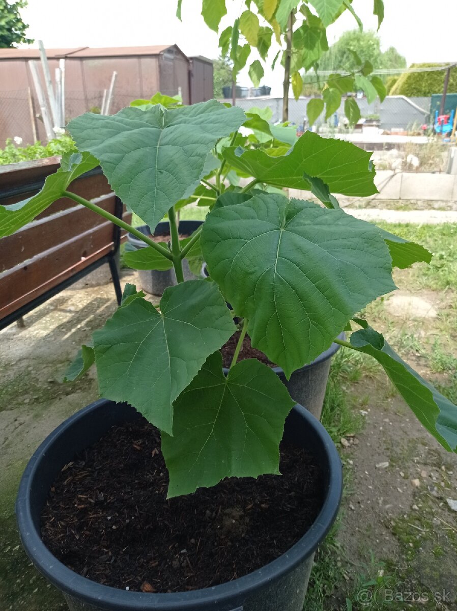 Paulownia Tomentosa