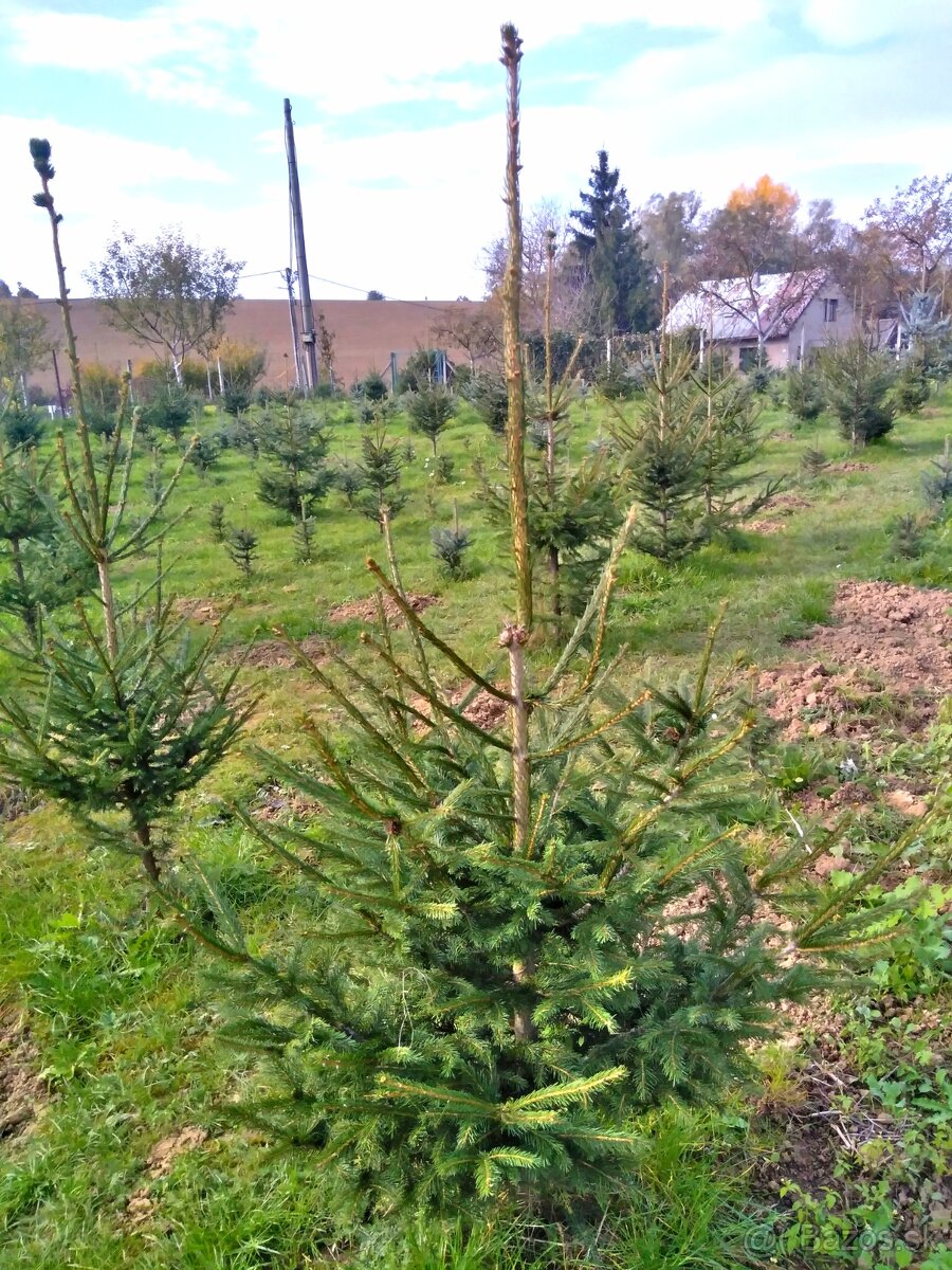 Smreky na presádzanie