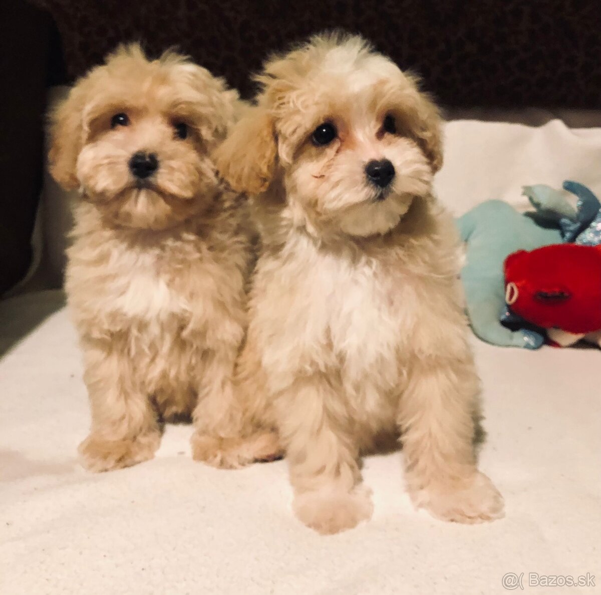 Maltipoo