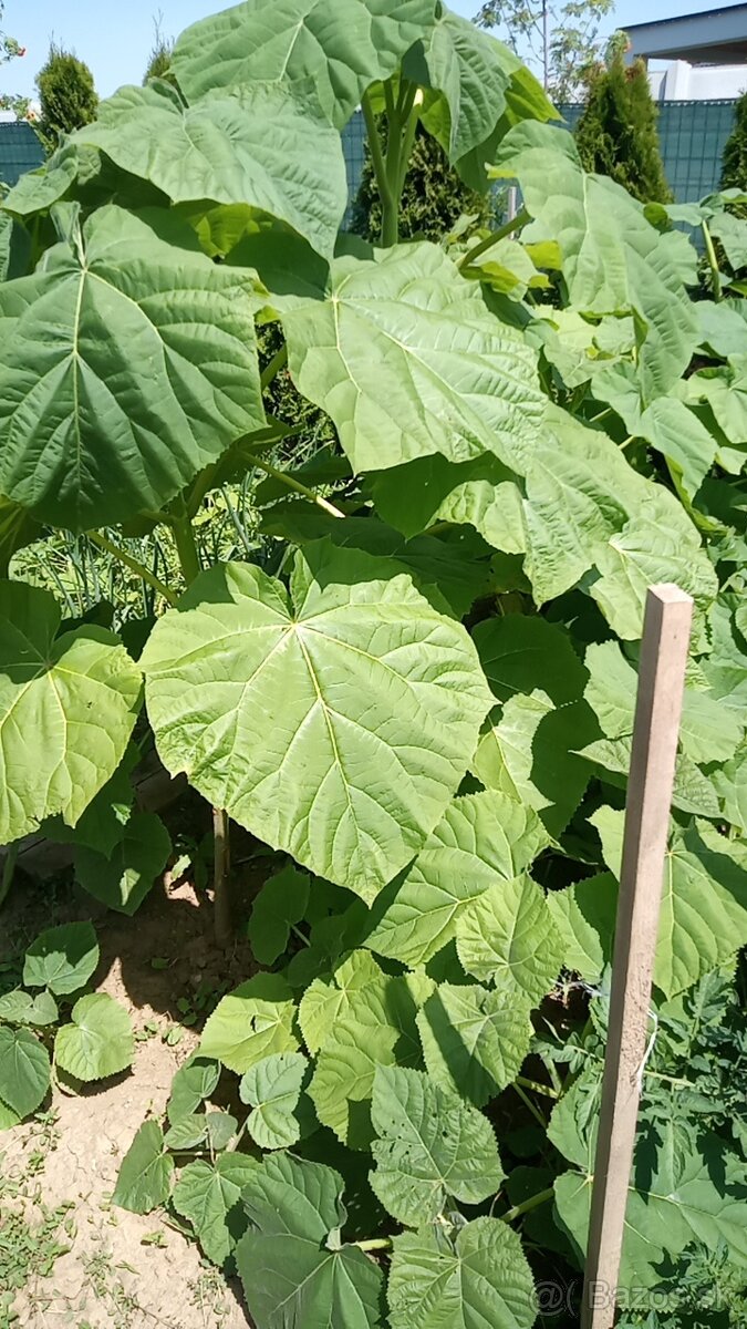 Paulownia plstnata