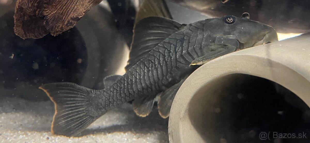 Pleco