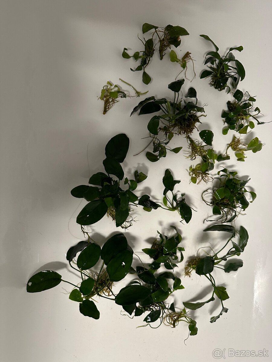 Anubias