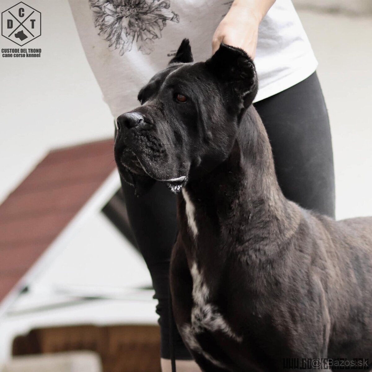 DARUJEM Cane Corso fenku