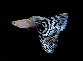 Old blue mosaic guppy - gubky, gupky