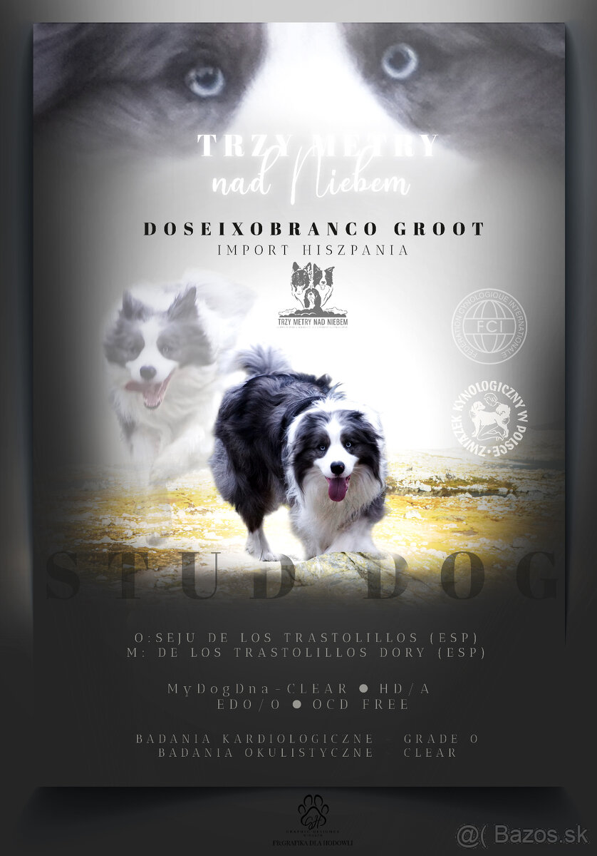 Krytie Border Collie Blue Merle FCI