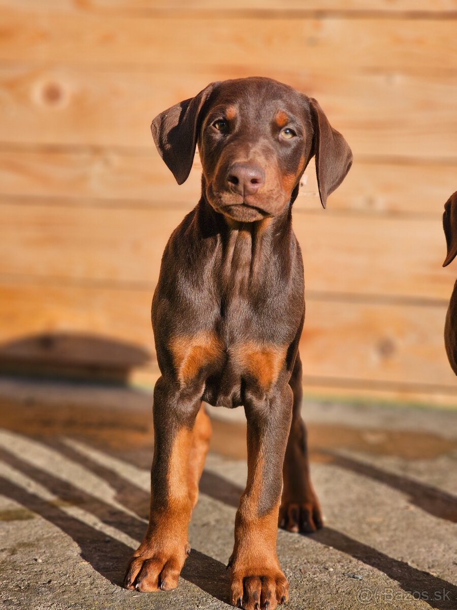 Doberman šteniatká