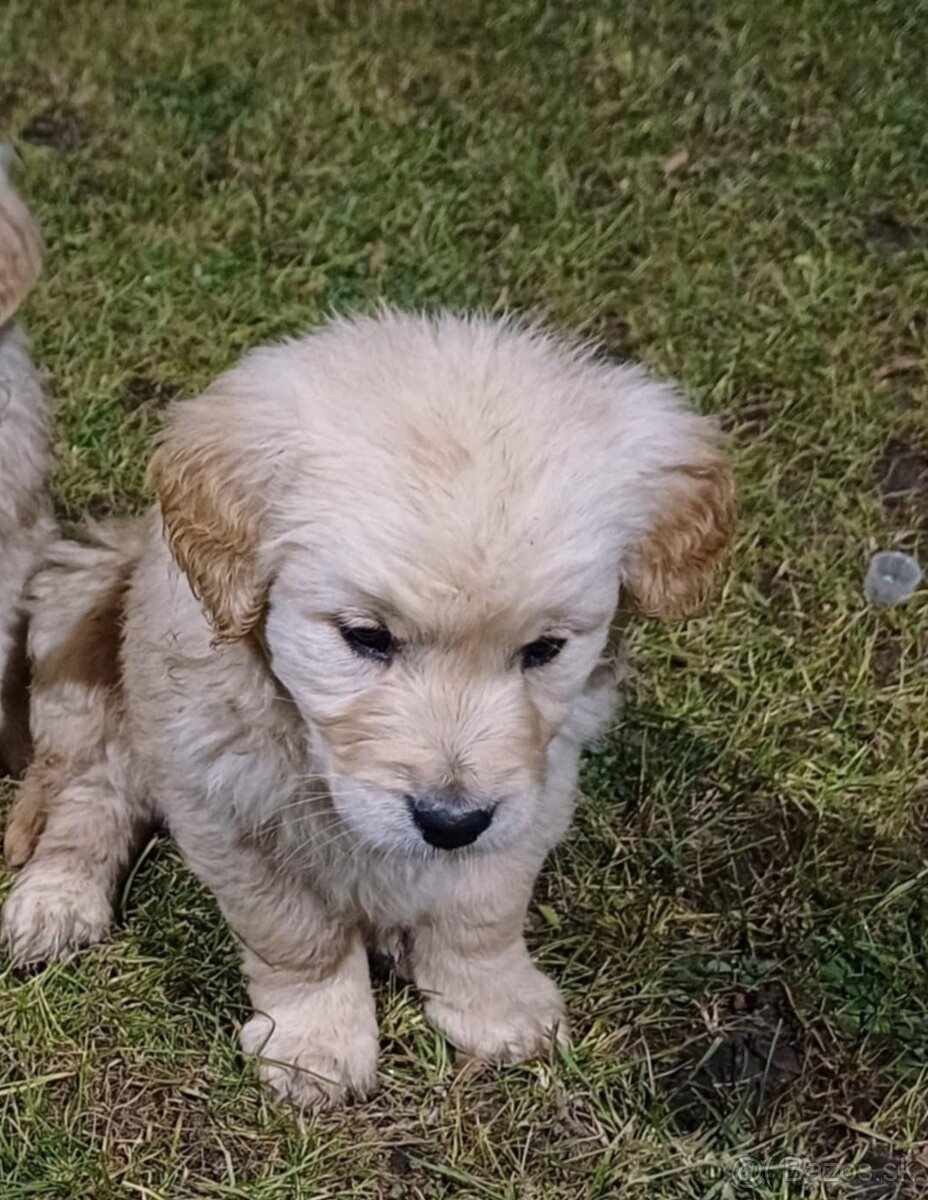 Zlaty retriever