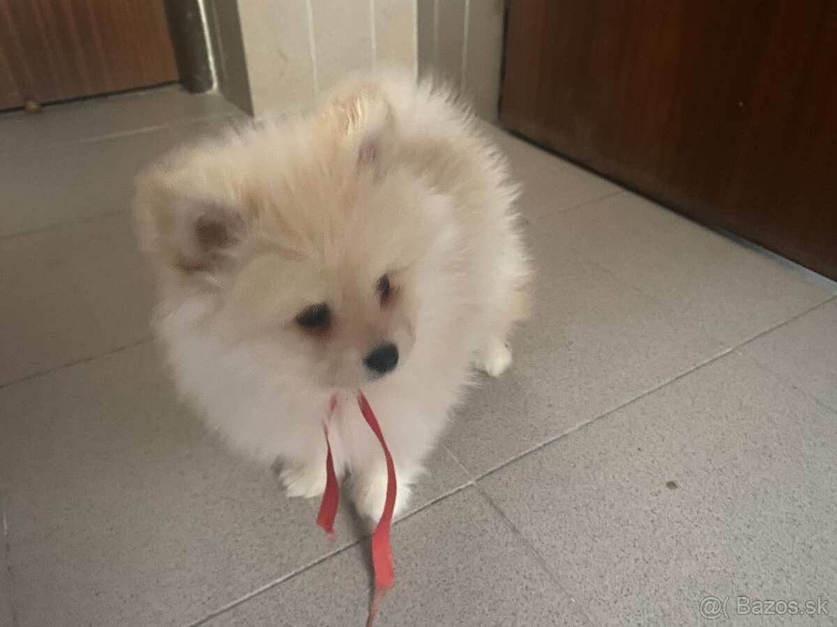 Predám pomeranian