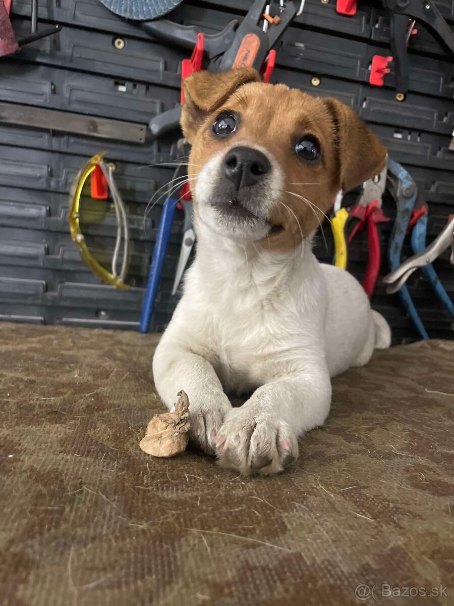 Jack Russell teriér