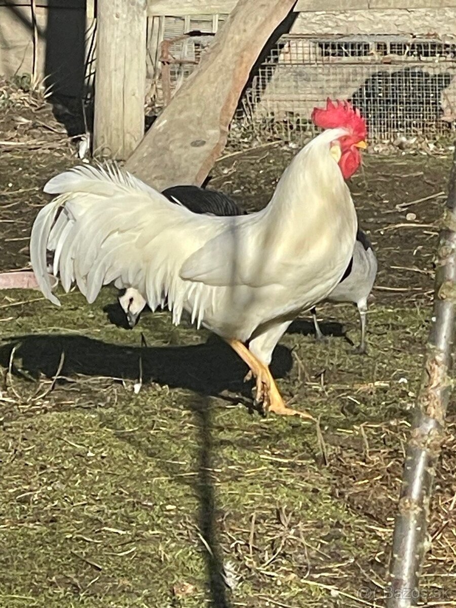 Predám mladého kohúta Leghorn