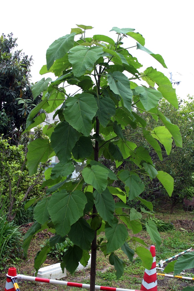 Paulownia tomentosa - paulownia plsnatá