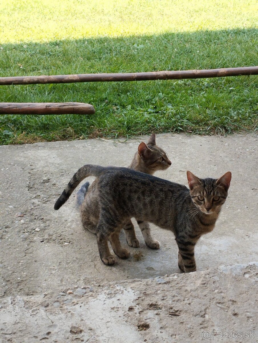 Darujem mačiatka