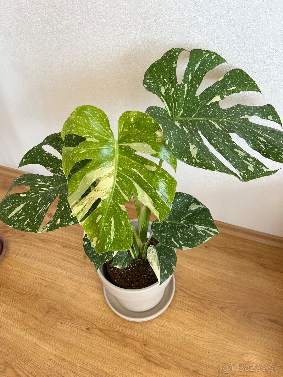 Monstera Thai constellation