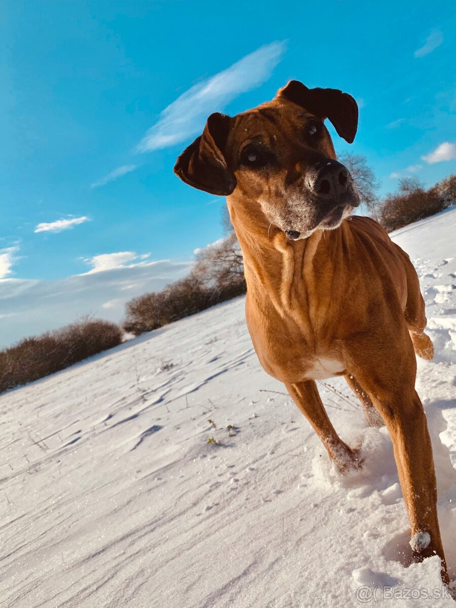 Ponúkam na krytie - Rodezsky Ridgeback - RR