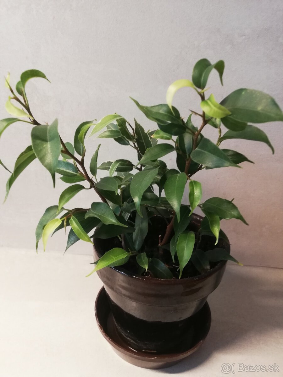 Ficus benjamina