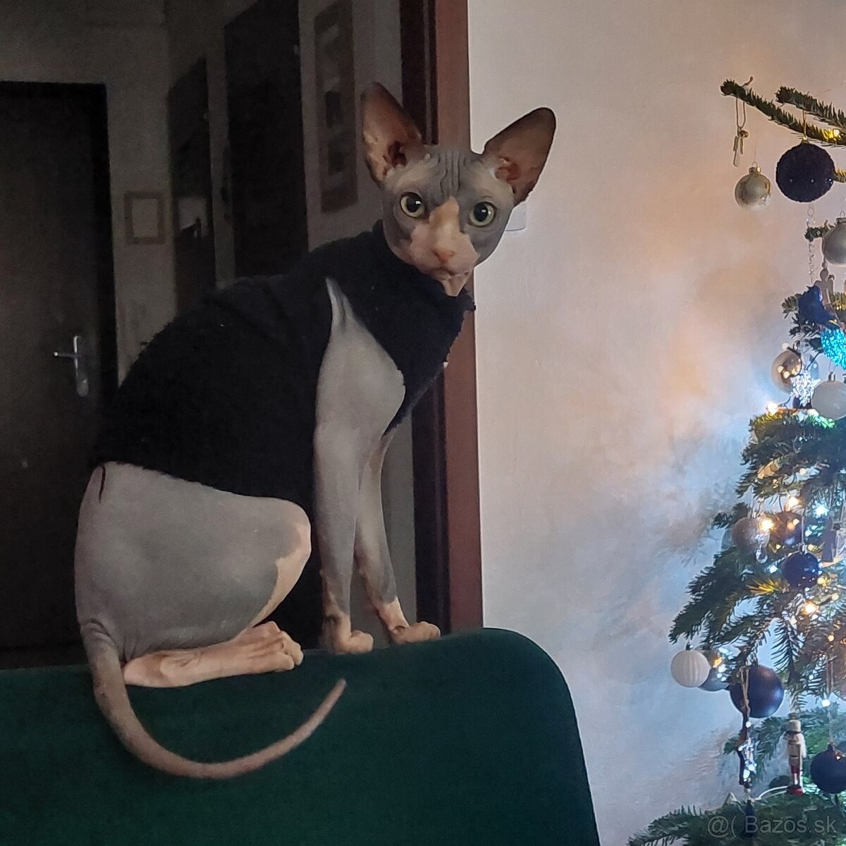 Sphynx kocúr