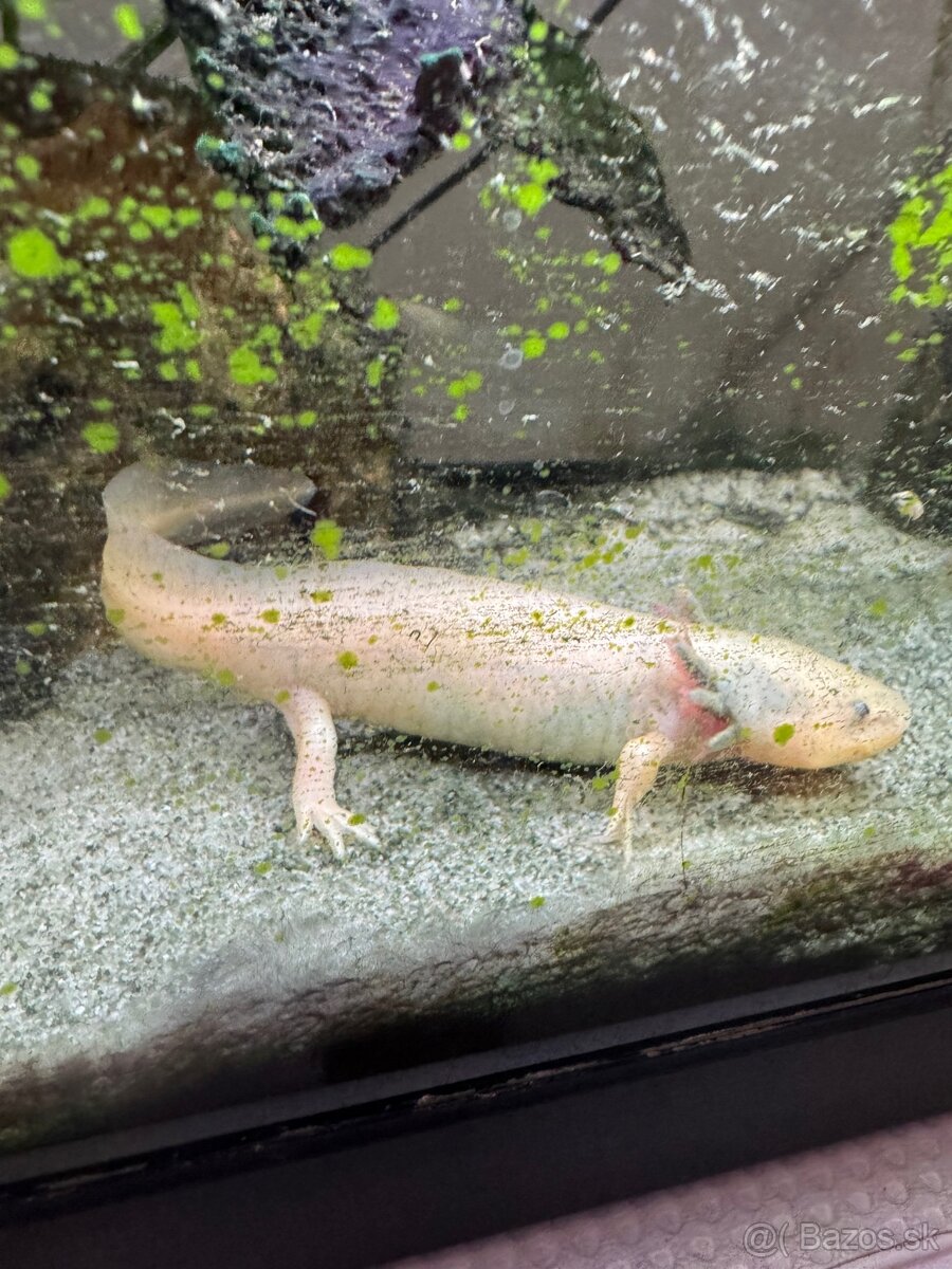 Axolotl mexický - predaj