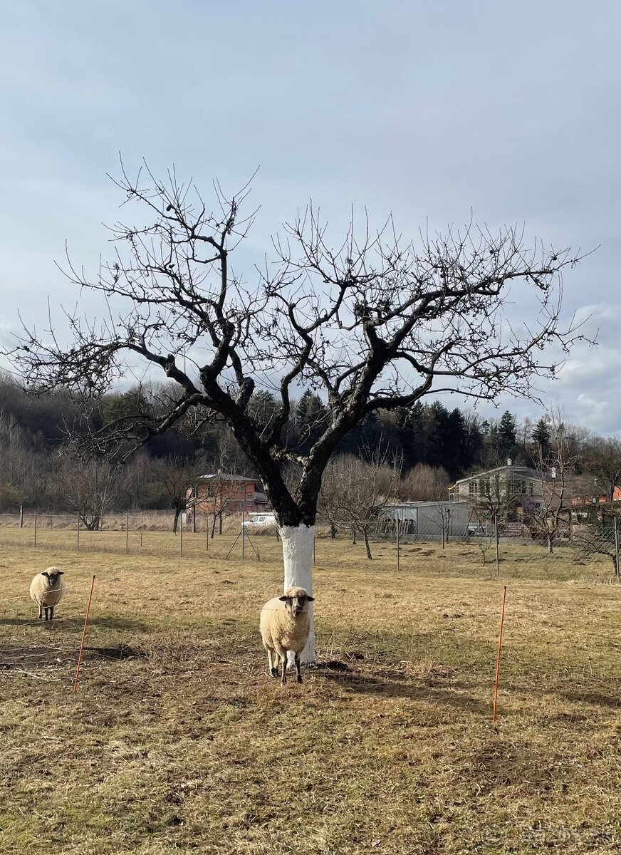 Strihanie ovocných stromov (rez)