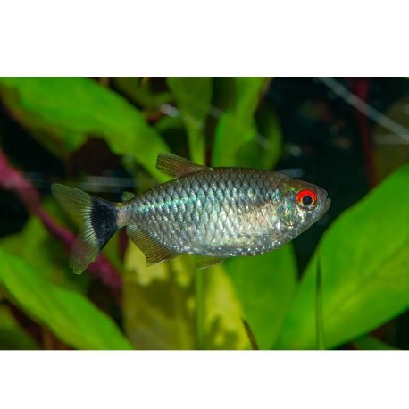 Tetra paraguajska