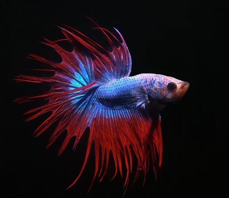 Betta Splendens Crow