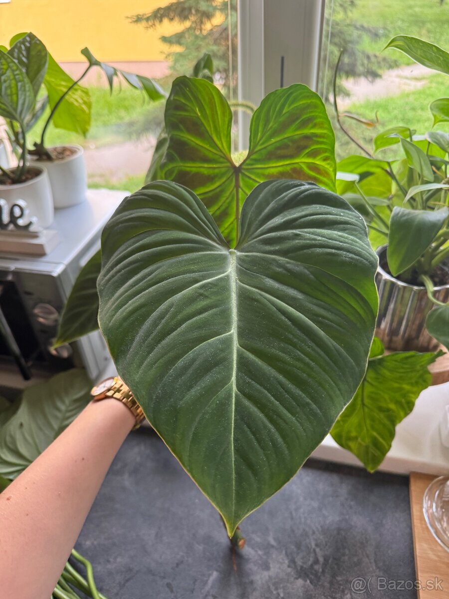 Philodendron Gloriosum