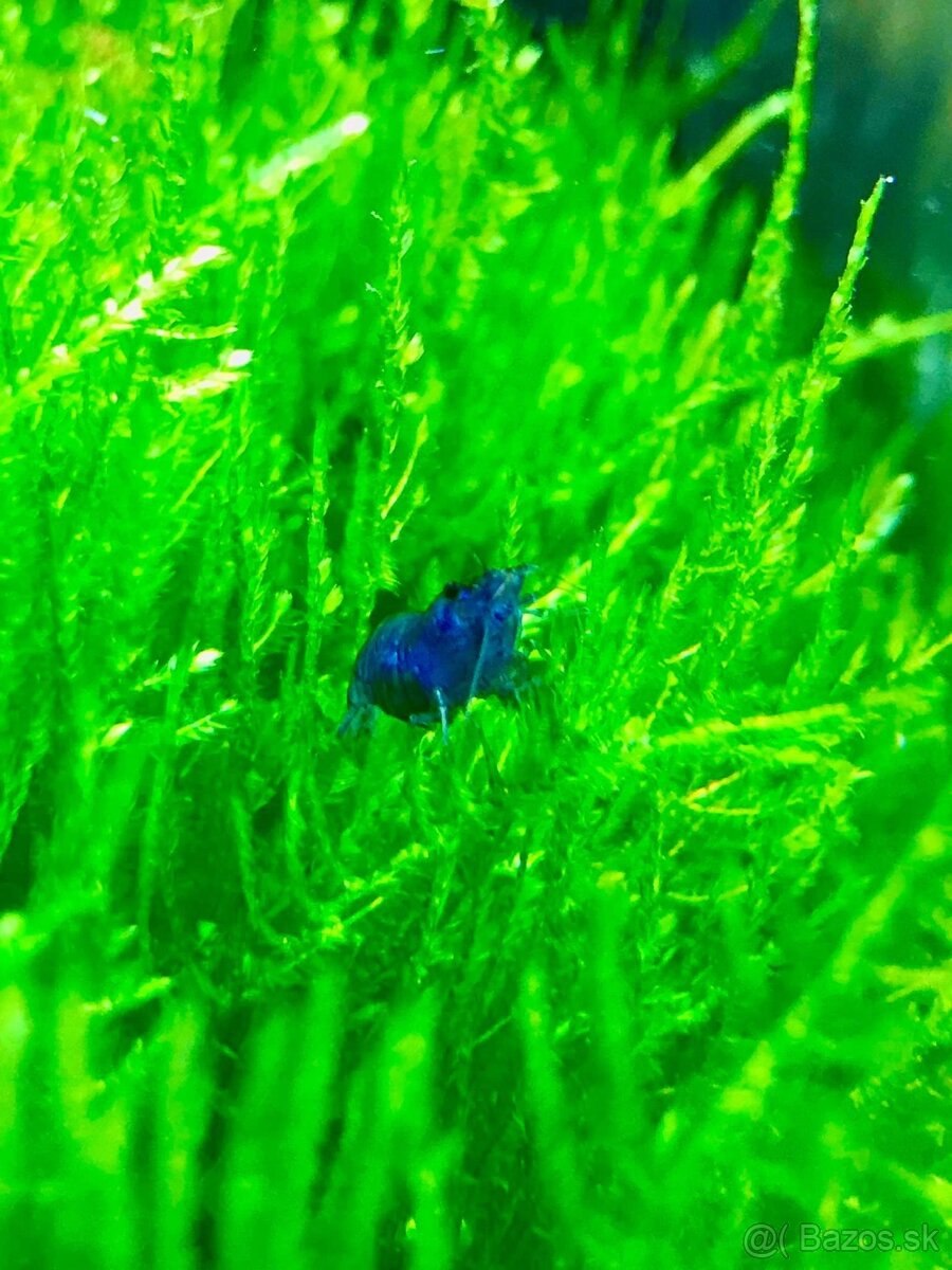 Neocaridina davidi - Blue Dream - 3KS ZDARMA