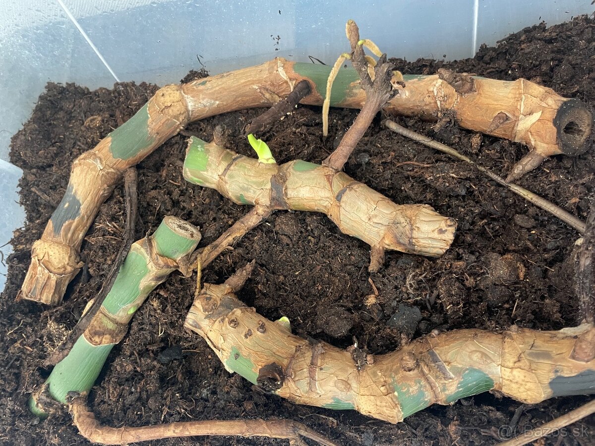 Monstera deliciosa