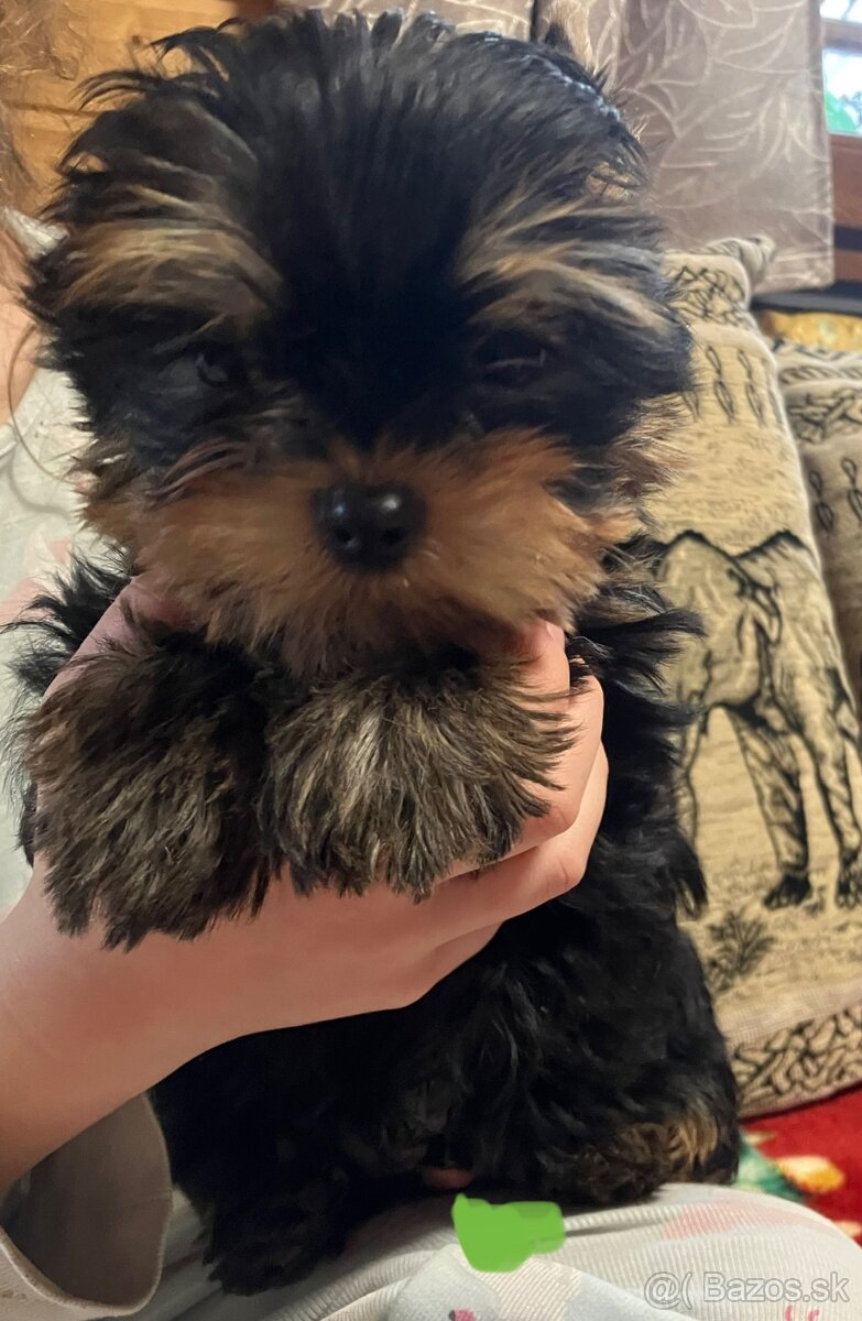 Yorkshire terrier s PP, Jork,