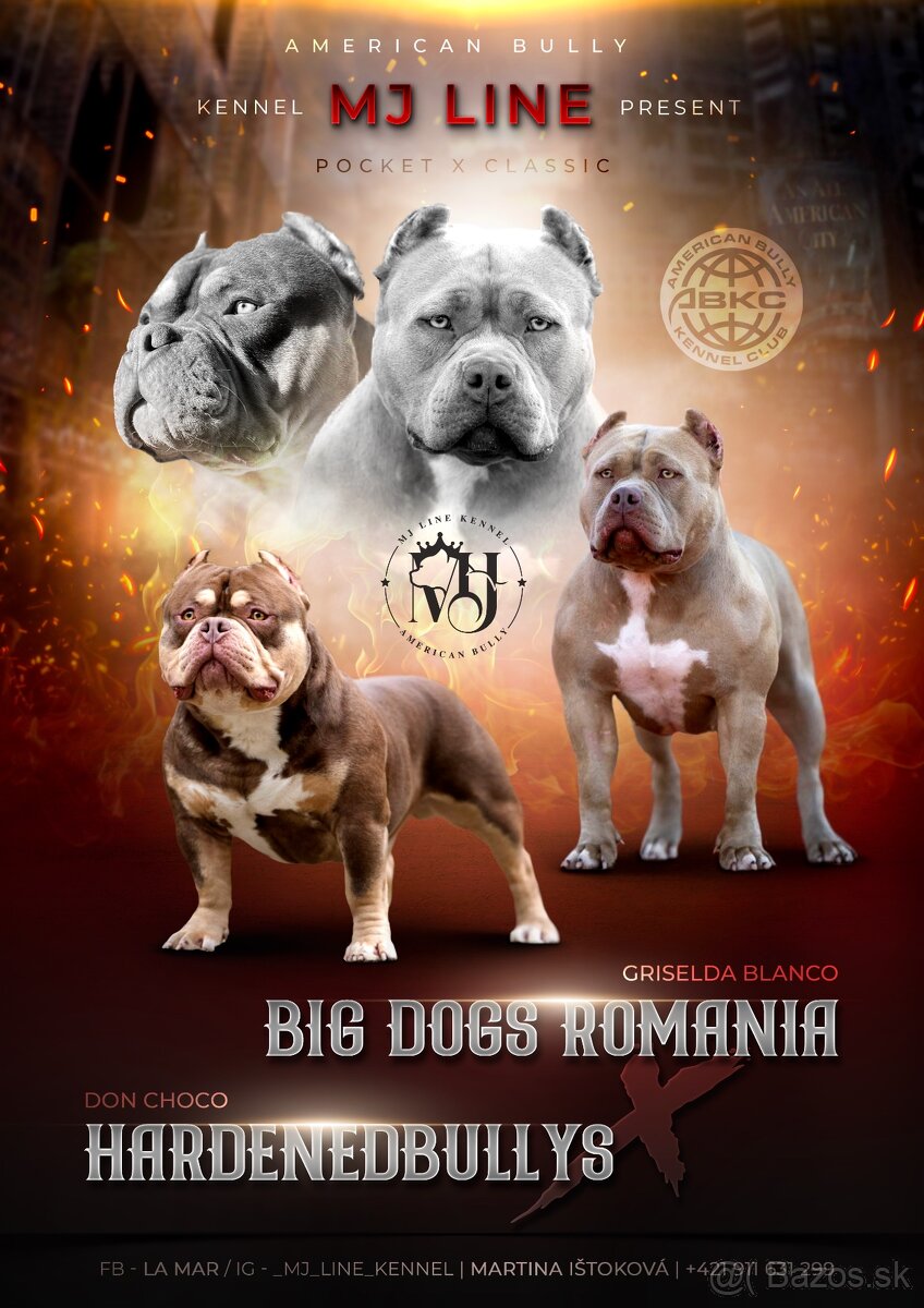 American bully s PP