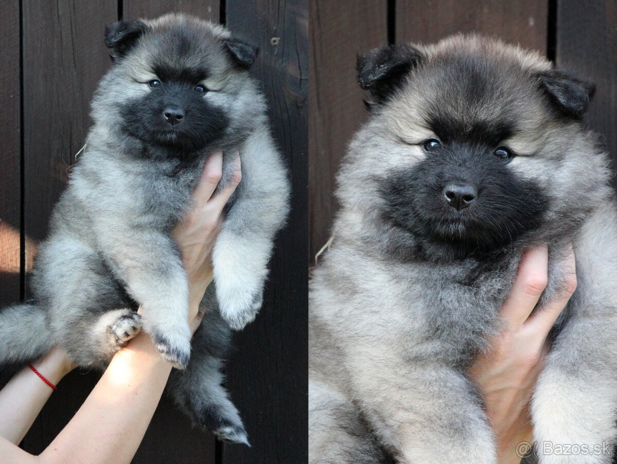 Nemecký špic vlčí / Keeshond s PP FCI