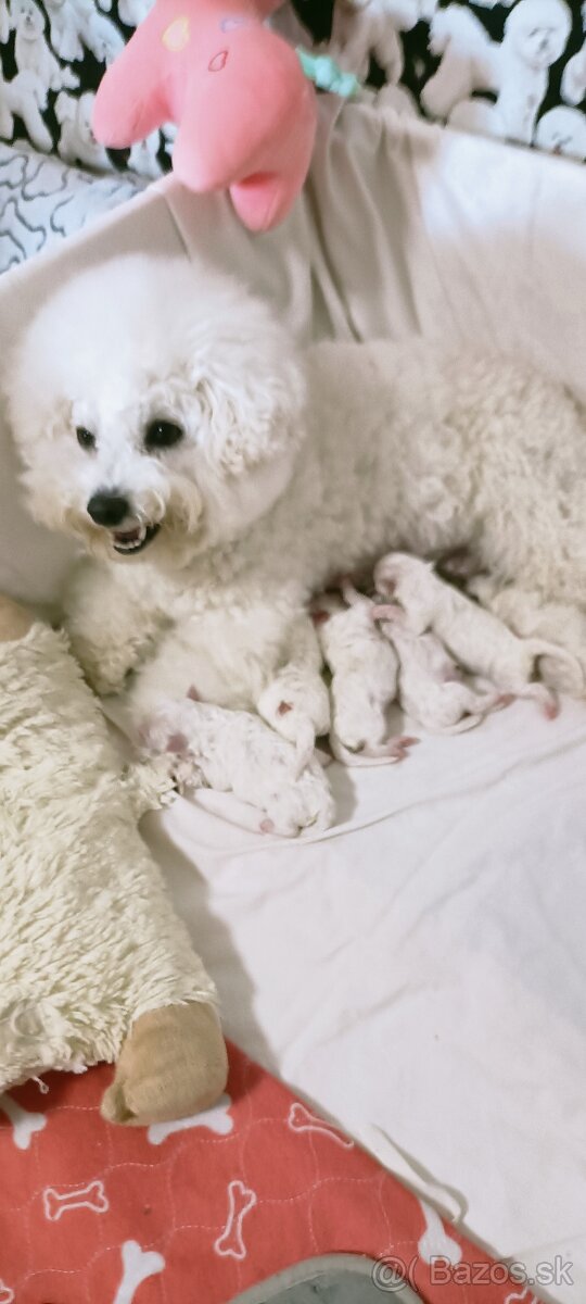 Bichon frise (bišonik) šteniatks s PP