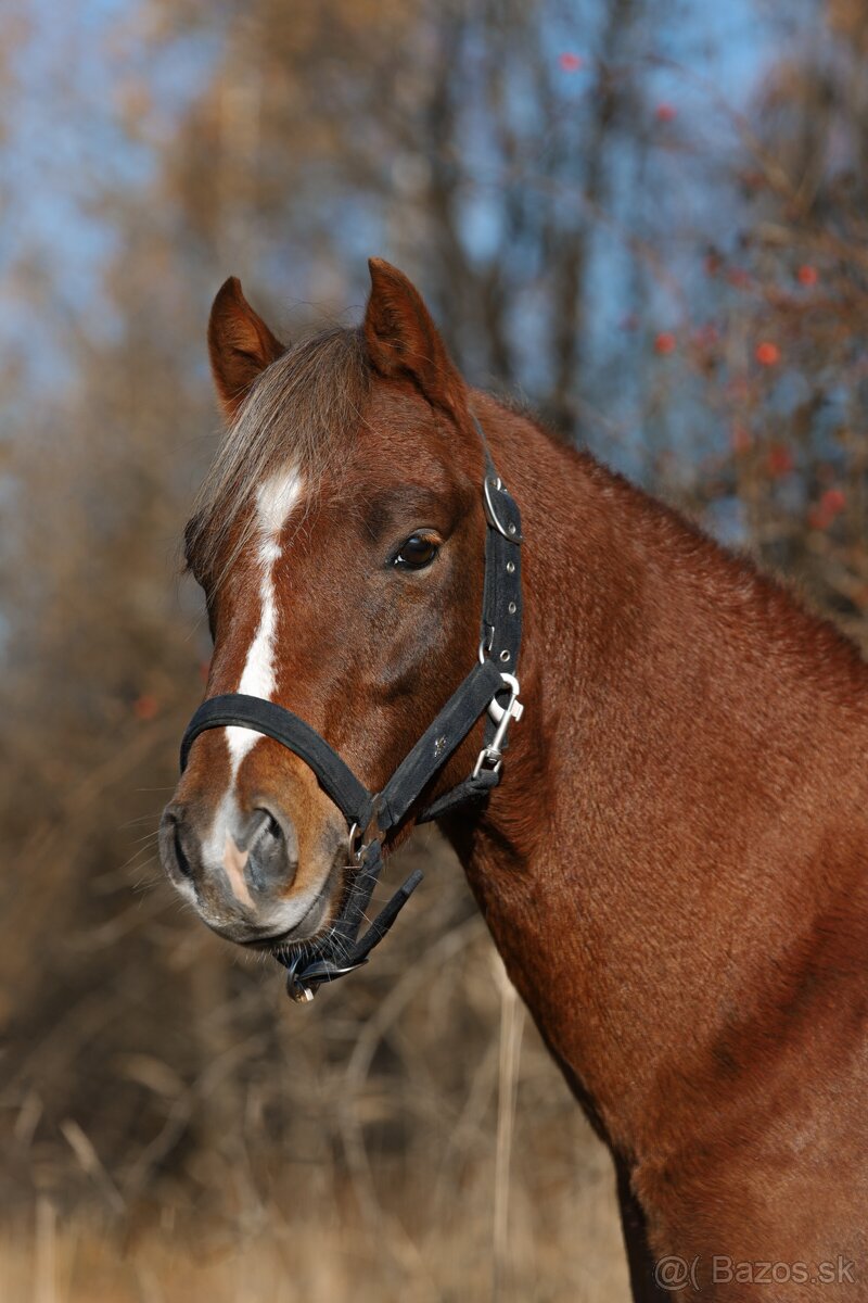 Welsh pony sekce B