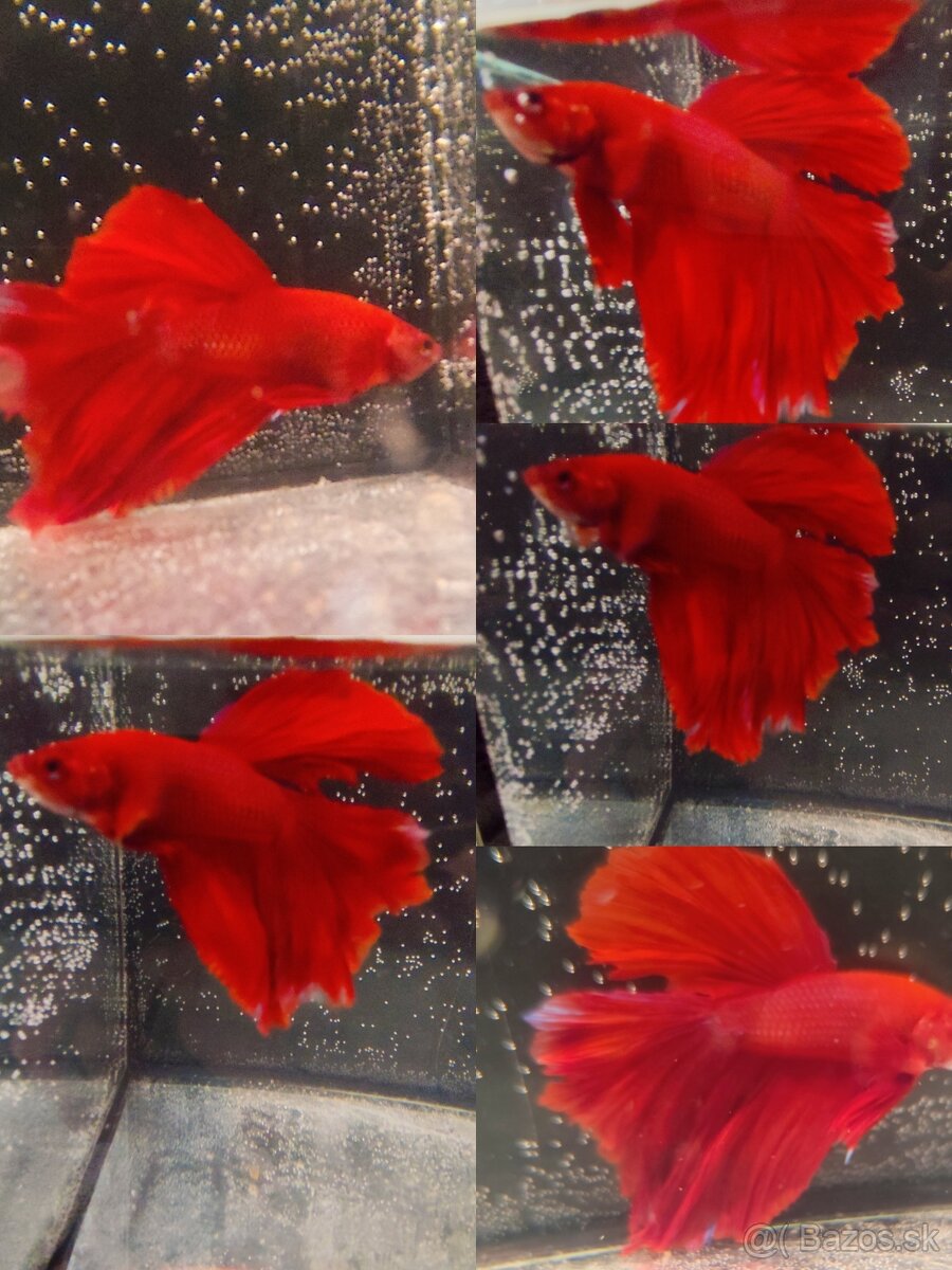 Betta Splendens - Bojovnica Pestrá