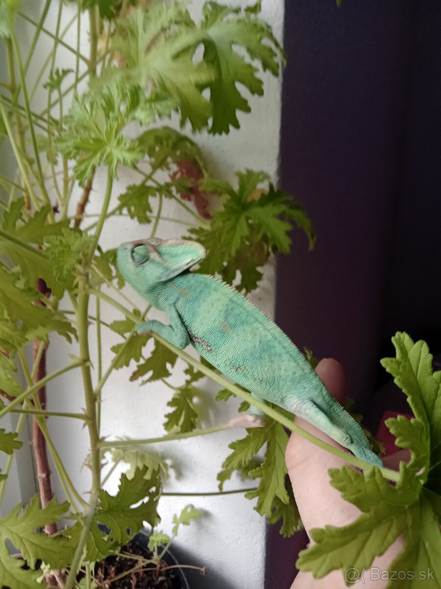 Chameleon jemansky