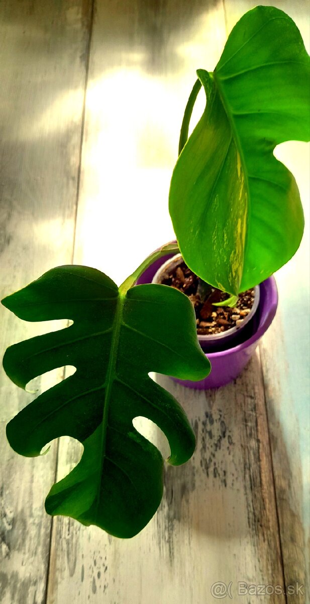 Monstera aurea marmorata