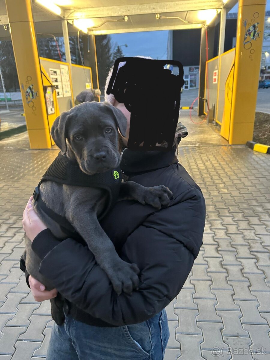 Predam cane corso