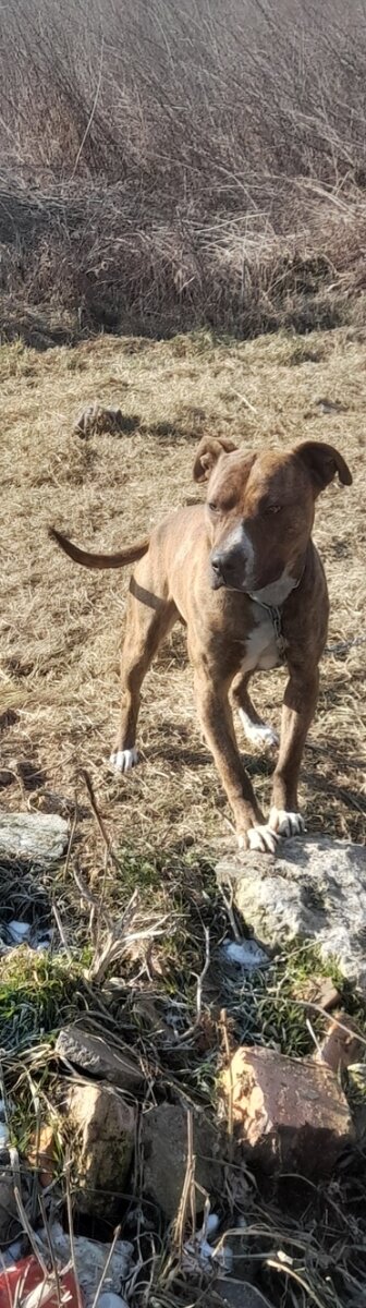 Eladó stafordshire terrier