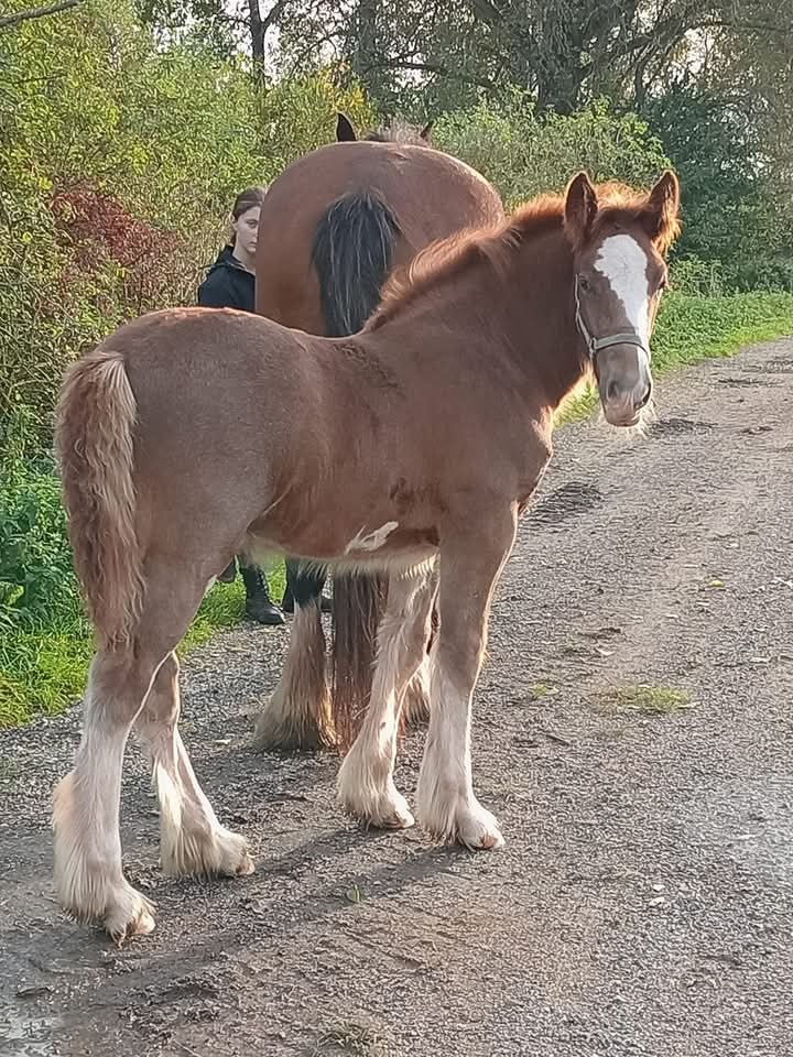 Drum horse hřebec