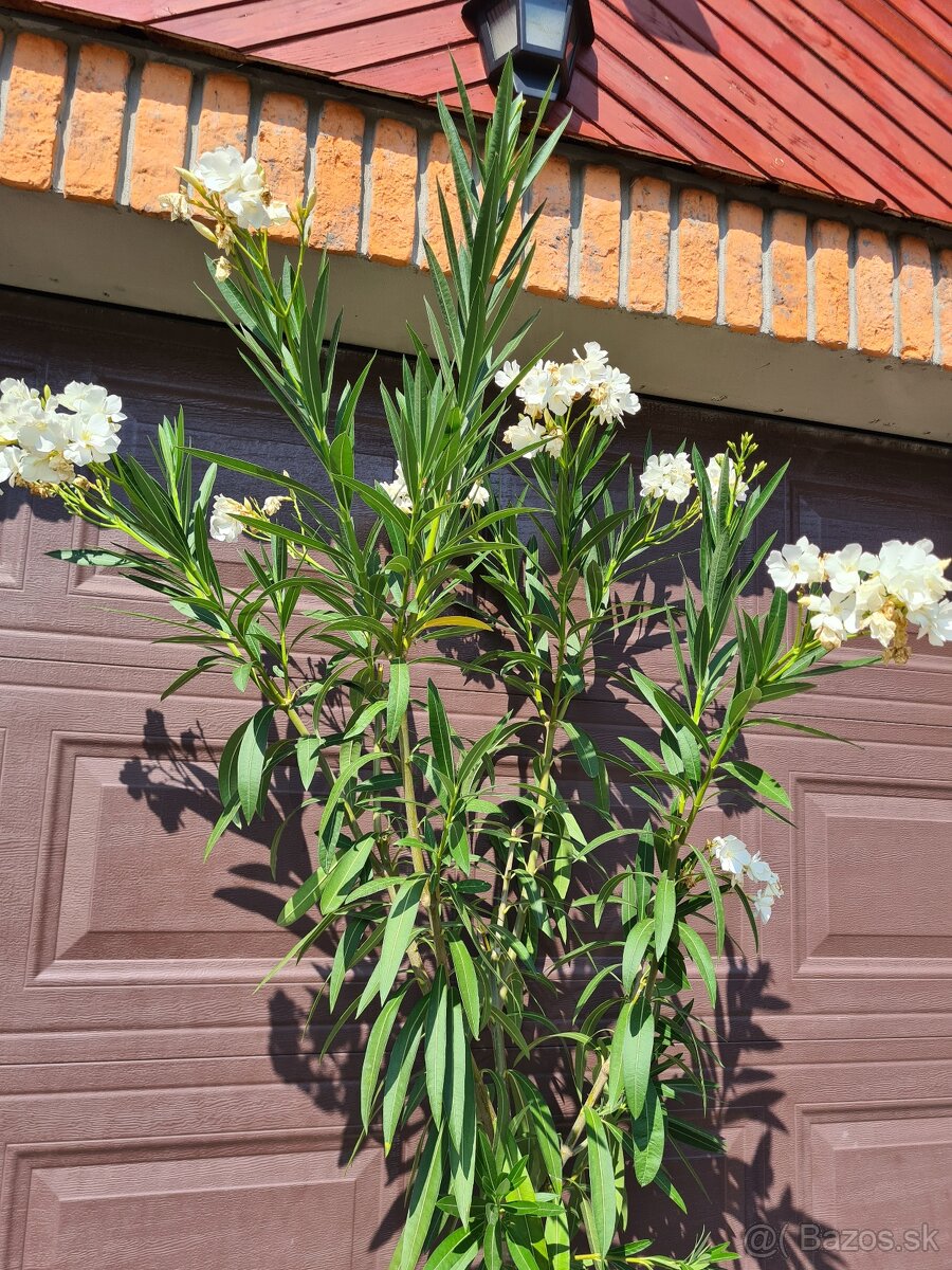 Oleander farba biela