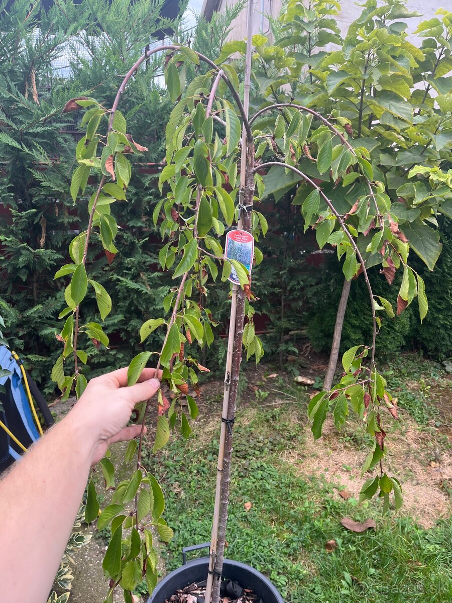 Sakura pendula prunus subhirtella “pendula rubra”