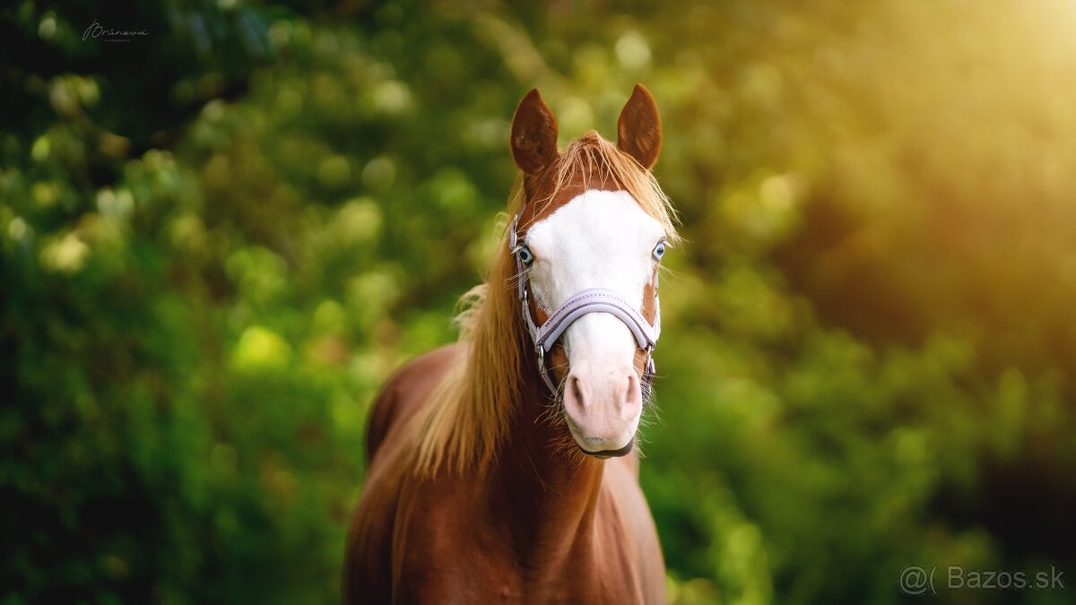 American Quarter Horse klisna, nominována na Futurity