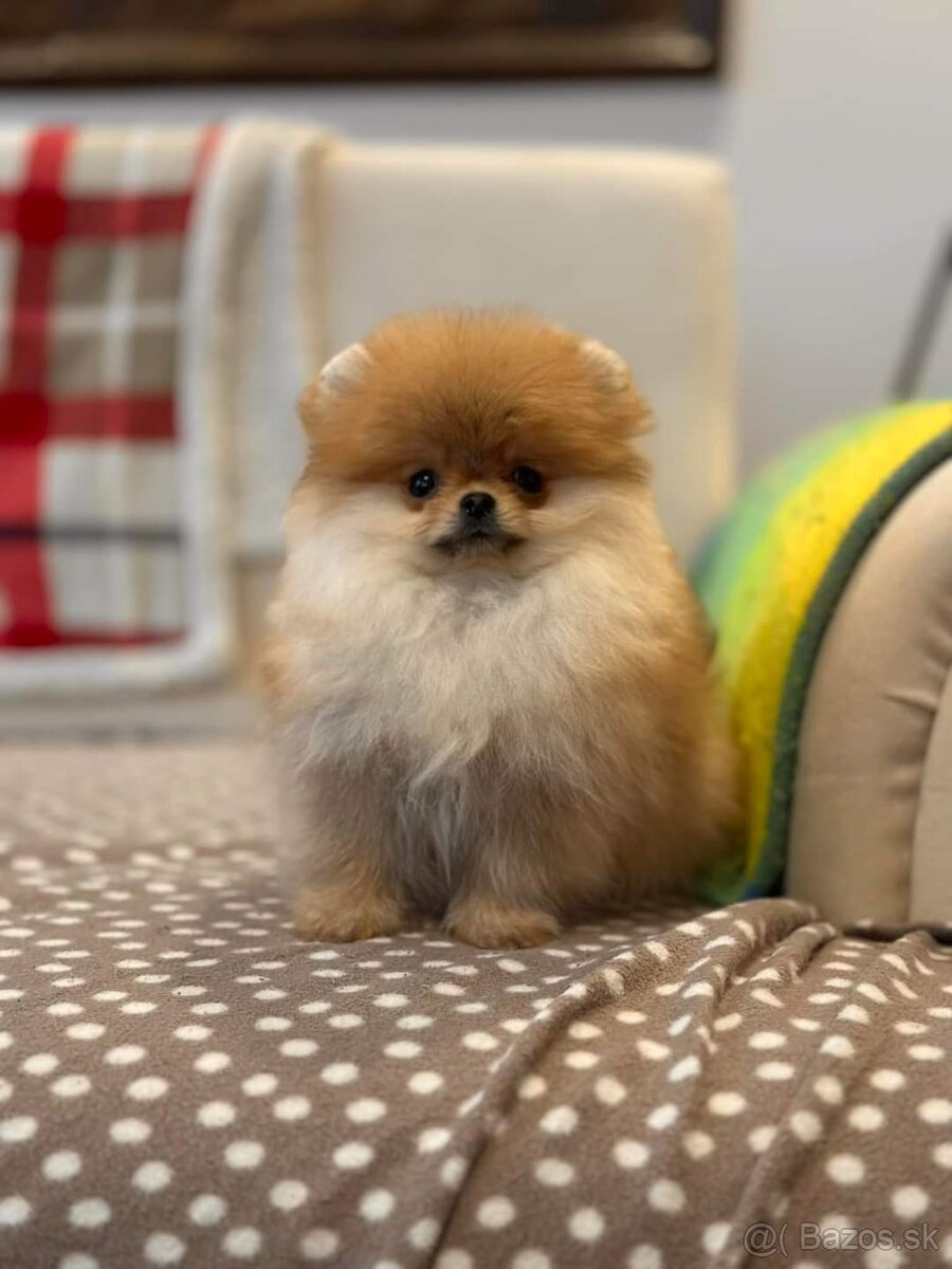 Pomeranian  mini