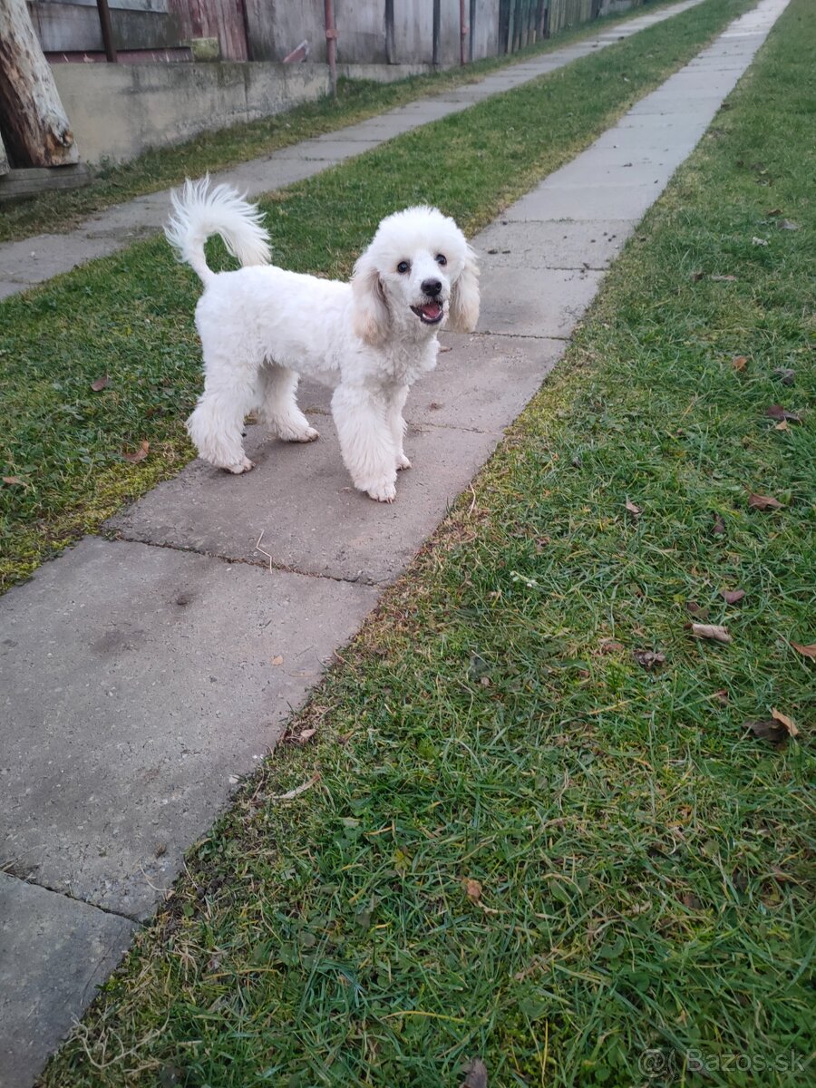 Pudel pudlik toy maltipoo