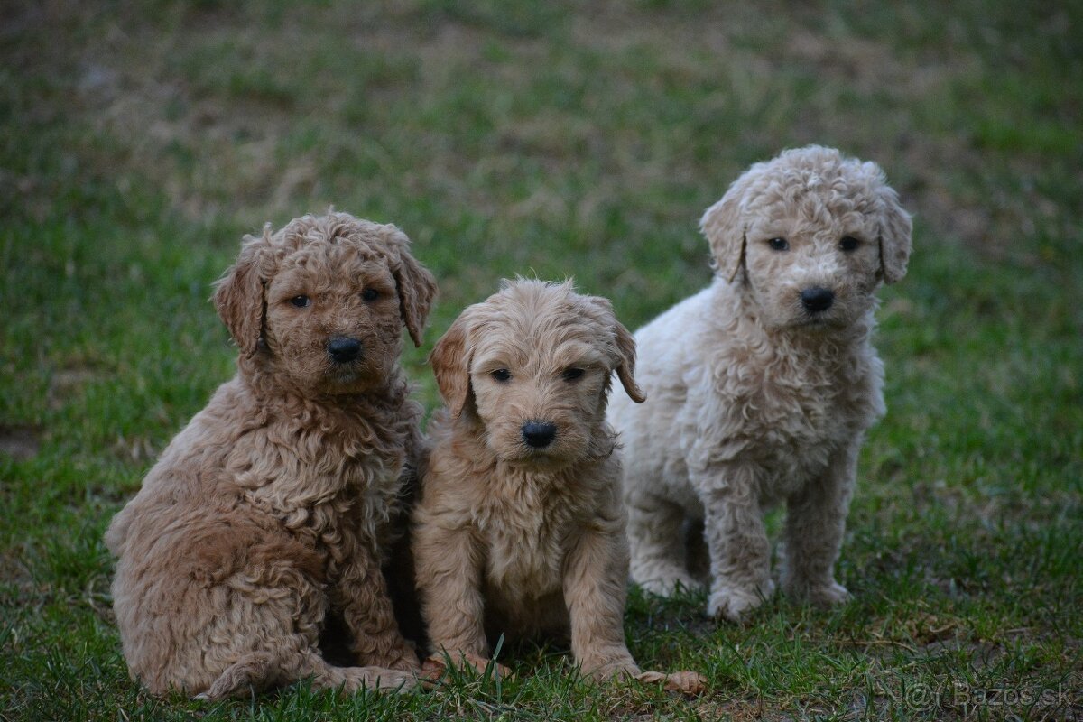 Goldendoodle F1