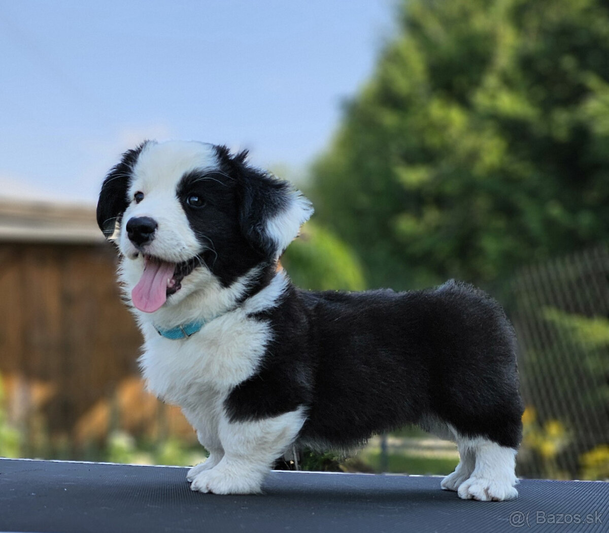 Welsh Corgi Cardigan-štěňata s průkazem původu FCI