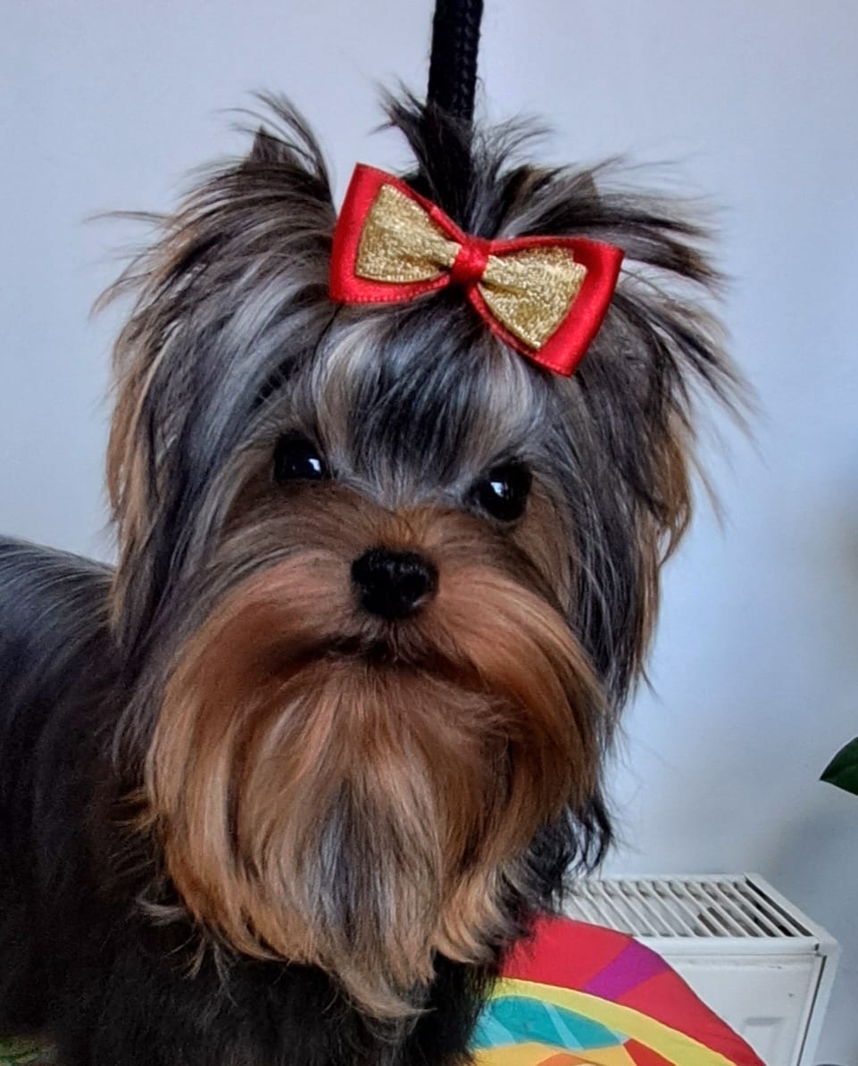 YORKSHIRE TERRIER