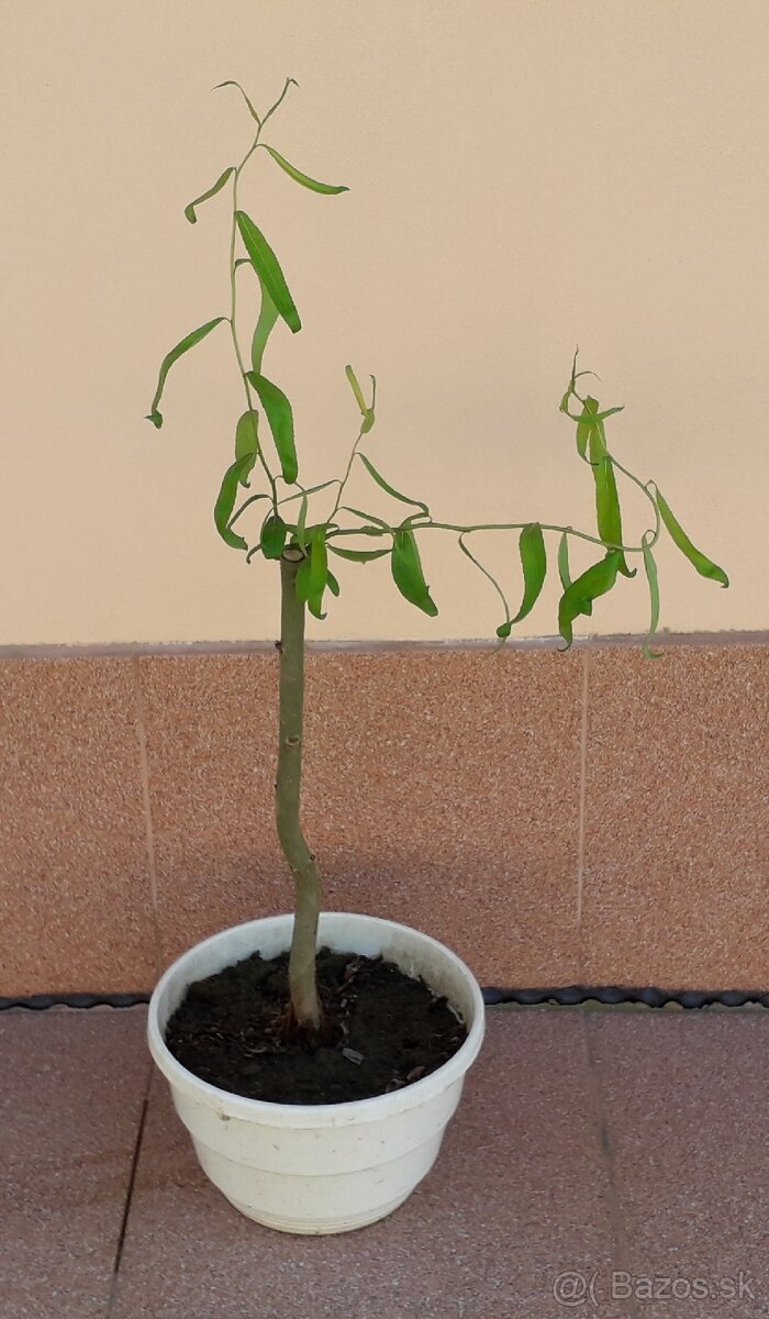 Vŕba pokrútená (kučeravá). Salix erythroflexuosa.