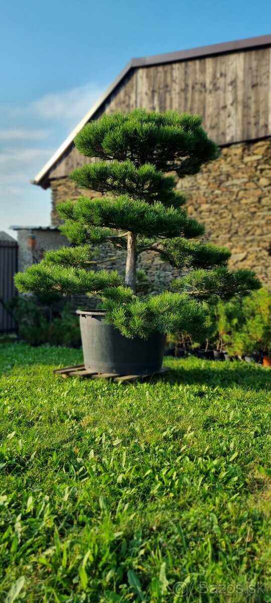 Záhradné bonsaje NIWAKI Pinus nigra