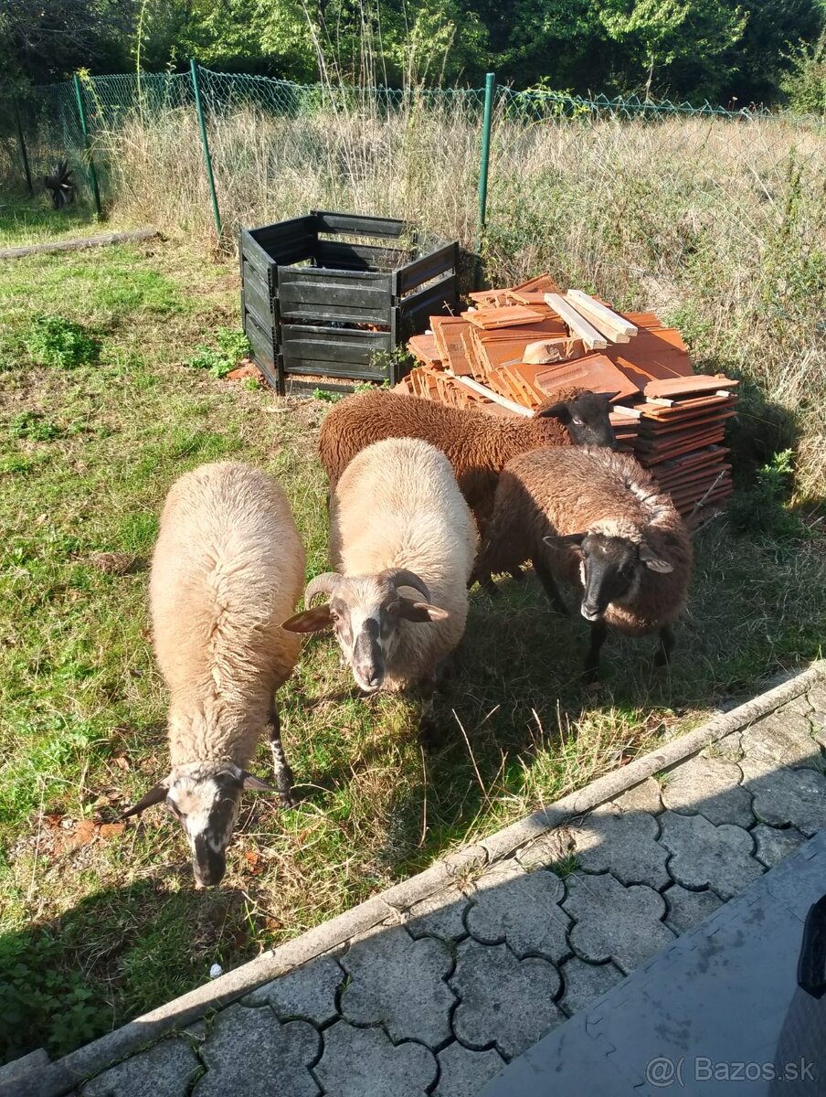 Ovce tohtoročné