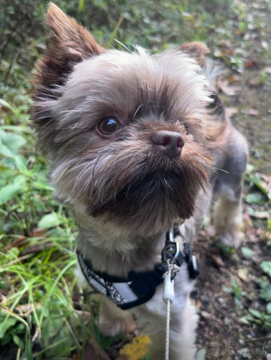 Chocolate Yorkshire Terrier